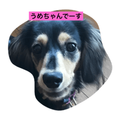UME"everyday