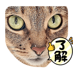 ねことか色々LINEスタンプ！