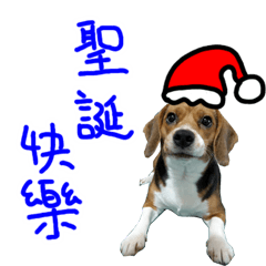 Beagle-Merry Christmas 2017