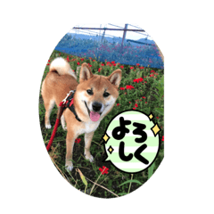 shiho_20211229224523