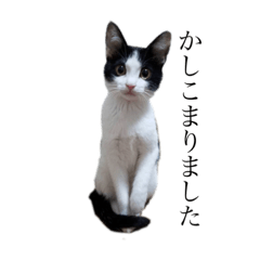 cat_nonchan