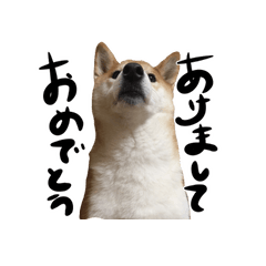 ▶動く！柴犬らんの年末年始