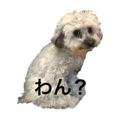 三﨑家のワンちゃん