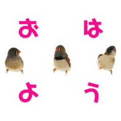 torihakase_birdfamily