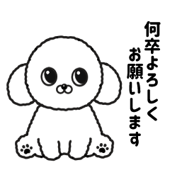 Cute White Toy Poodle