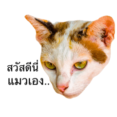 Cat speak Thai