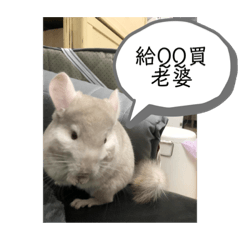 叛逆的小屁孩