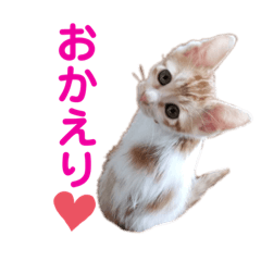cat_mocio