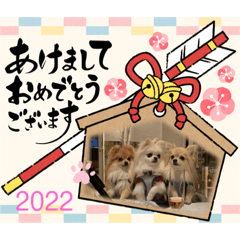 aikobunny2022