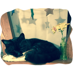 White sock black cat