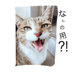 Cat or Cat