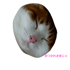 nekooooooooo