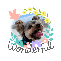 Loki the Yorkshire Terrier.