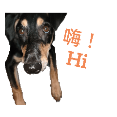 小狗旺旺