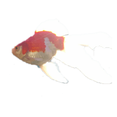 Tropical fish appetizer photo Goldfish