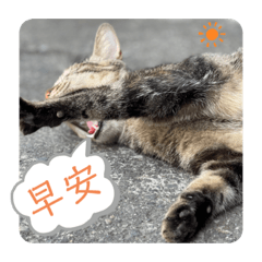 我是可愛阿咪 vol.2