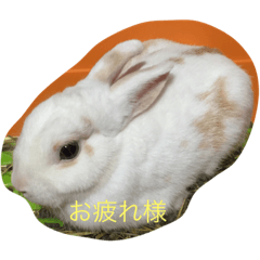 RABBIT  Greeting