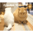 木曽ネコ会の可愛い保護猫たち❤️