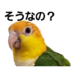 Caique Yuzu&mandarin