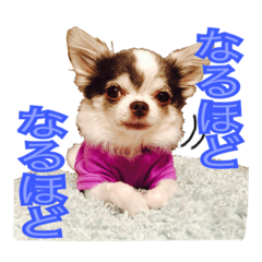 pomeranian&chihuahua