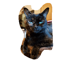 Cute crazy cats