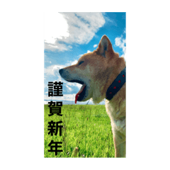 musashinooshougatsu