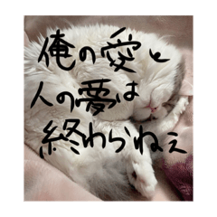 catstar_20220101150615