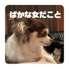 犬猫 好き太郎のLINE スタンプ・絵文字一覧 | LINE STORE