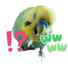 Parakeet Ramune