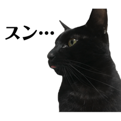 18sirokuma_20220101223544