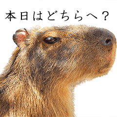 Capybara of Kapi-chan 4 (Butler version)