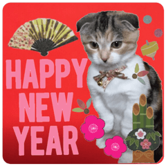 The New Year's volume of calico cat MOMO