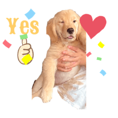 Isabel Chan dogs