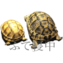 ton_20220102134431