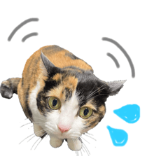 ぺこねこぺこねこぺこねこ