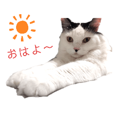 shiromi_20220102171126