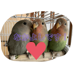 コザクラインコの楽しい仲間たち