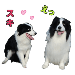 すまいるボーダーコリー Vol 1 Line スタンプ Line Store