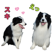 Smile border collie