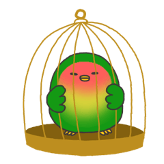 MACHA of rosy-faced lovebird 2