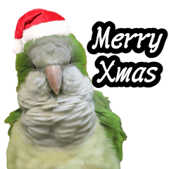 Merry Xmas from the cutest monk parrot!