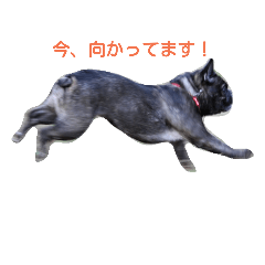 frenchbulldoglove