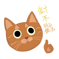 橘貓小花的日常