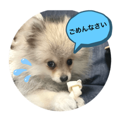 ぽめぽんた