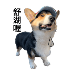 柯基犬泡菜-日常