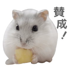 Jungarian hamster Thubu