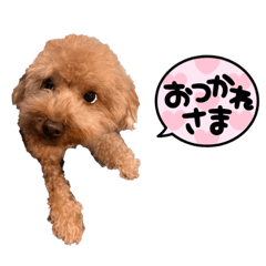 macaron_20220103115319