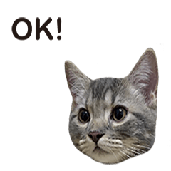 可愛的貓咪叫閃電