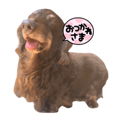 DAICHI_APOLLO