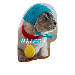 Tonkinese Cat Tom 4